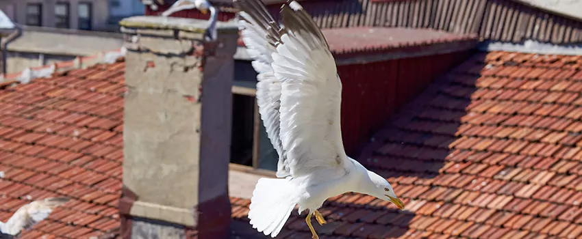 Residential Chimney Animal Removal Solution in Wichita, KS